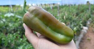 Diario HOY | Ya no es solo del tomate, precio del locote también se disparó