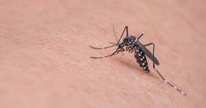 Diario HOY | Atención con el dengue: síntomas de alarma y medidas de prevención