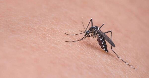 Diario HOY | Atención con el dengue: síntomas de alarma y medidas de prevención