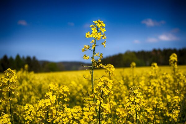 Alto Paraná: Superficie de cultivo de canola aumentó más de 20% en 2023 - La Clave