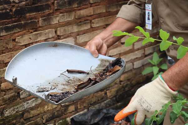 Eliminar potenciales criaderos del Aedes es fundamental | 1000 Noticias