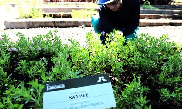 Huerto de Itaipu produjo más de 83.500 plantas de especies medicinales en el 2023