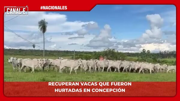 RECUPERAN VACAS QUE FUERON HURTADAS EN CONCEPCIÓN