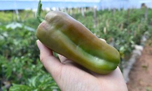 Ya no es solo del tomate, precio del locote también se disparó – Prensa 5