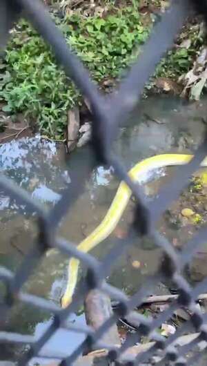 Rescatan a una serpiente de una canaleta en Asunción - Nacionales - ABC Color