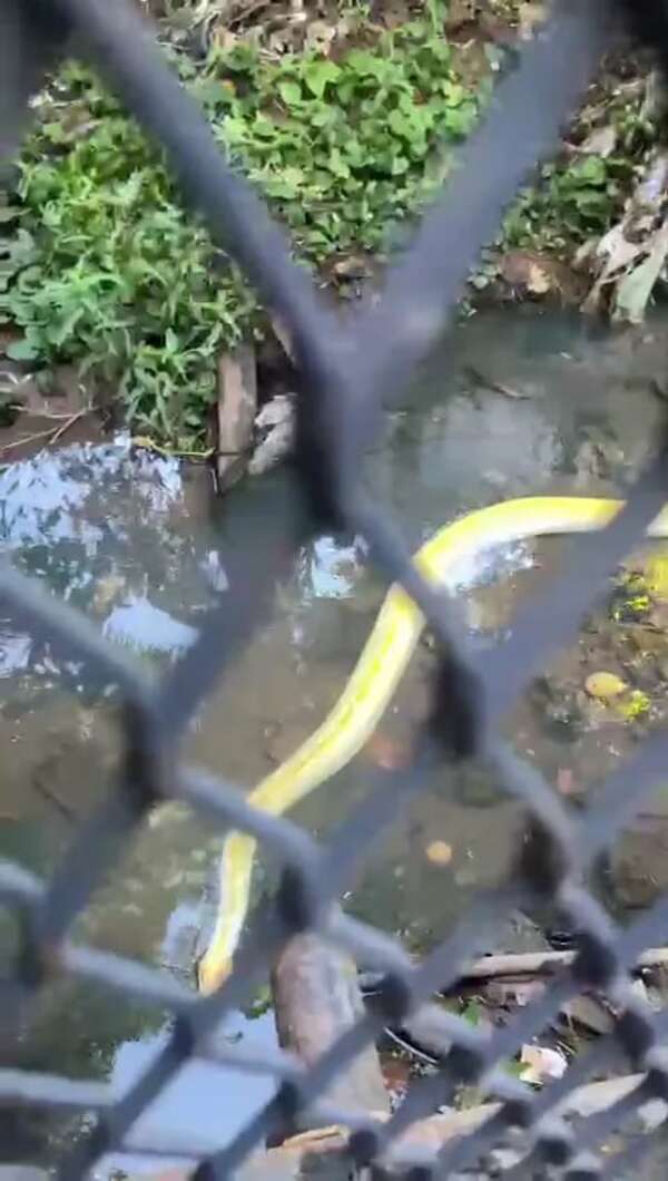 Rescatan a una serpiente de una canaleta en Asunción - Nacionales - ABC Color