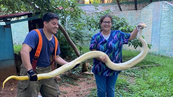 Bomberos rescatan a serpiente que nadaba en un estanque de Asunción