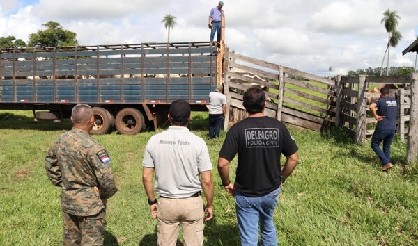 La Policía y la Fiscalía recuperaron 123 ganados de 162 que fueron robados en Concepción - La Tribuna