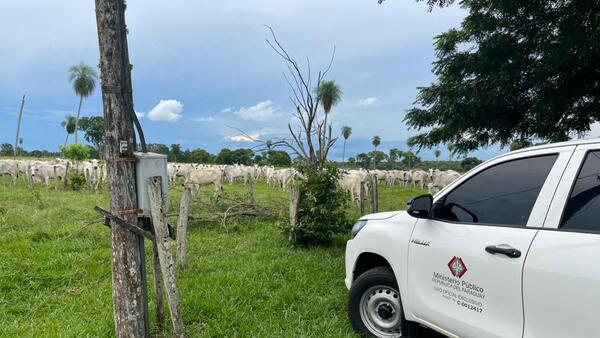 Tras operativo en Brasil, recuperan 123 vacas de raza robadas en territorio paraguayo