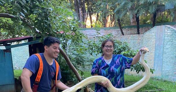 La Nación / Pitón albina rescatada en el barrio San Pablo ya está en el Jardín Botánico