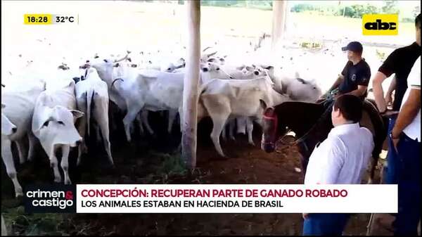 Concepción: recuperan parte de ganado robado - Crimen y castigo - ABC Color