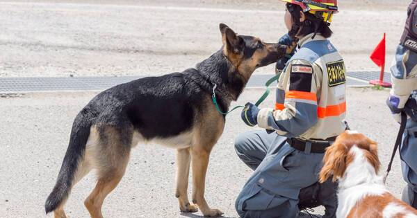 La Nación / Un perro rescata a una anciana atrapada tras el sismo en Japón