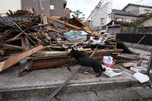 Jennifer, la perra que rescató a una anciana de los escombros del terremoto de Japón - Mascotas - ABC Color