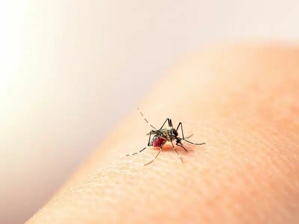 Tomar mucha agua y orinar, clave para evitar complicación renal pos picadura del Aedes Aegypti