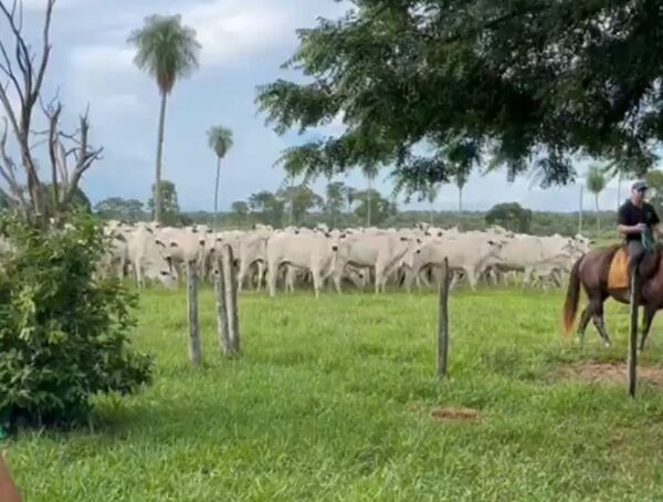 Recuperan en Brasil 119 animales robados de una estancia de Concepción · Radio Monumental 1080 AM