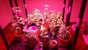 Fiscalía pide condena de 12 años para cultivadores de marihuana de alta tecnología