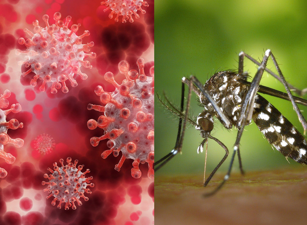 Salud alerta sobre coinfección de dengue y covid-19 - ADN Digital