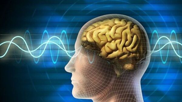 Descifran los circuitos neuronales implicados en la toma de decisiones