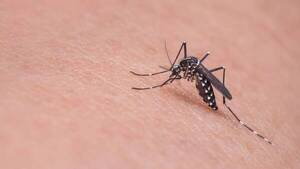 Dengue y Covid-19 aumentaron en la última semana de diciembre en A. Paraná - La Clave