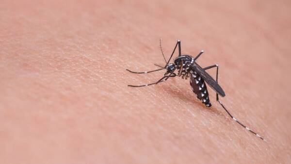 Dengue y Covid-19 aumentaron en la última semana de diciembre en A. Paraná - La Clave