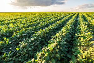 El sector agrícola culminaría el 2023 con un buen desempeño y se prevé un crecimiento sostenido para el año 2024