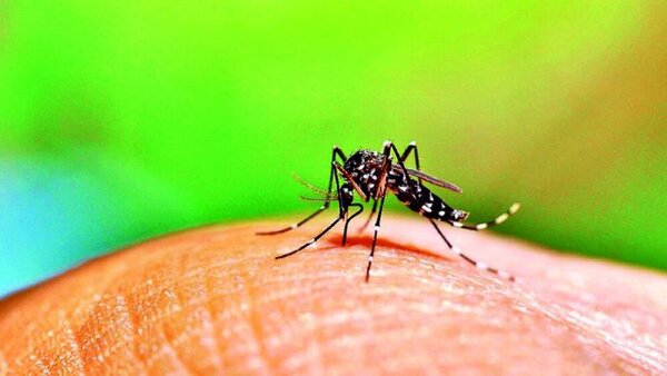 Dengue en niños: Instan a consulta precoz y evitar la automedicación