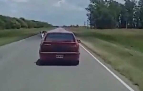 El caballo “fifi” que viaja en auto se volvió viral en las redes sociales