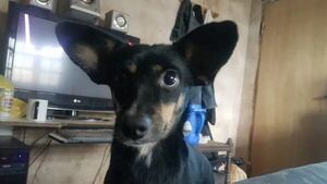 Oddie - Encontrá a tu mascota - ABC Color
