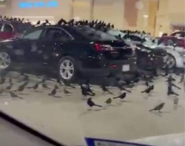 [VIDEO] ¡Hesukena! Invasión de pájaros en un estacionamiento ¿Qué anuncian?