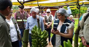 La Nación / Bananeros esperan autorización para exportar sus productos a Chile