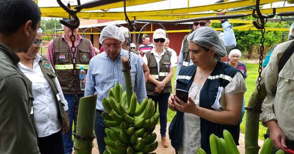 La Nación / Bananeros esperan autorización para exportar sus productos a Chile