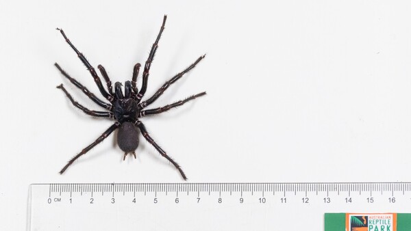 Encuentran en Australia una araña venenosa de tamaño inusual
