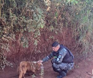 ¡Que capos! Los Linces rescataron a un jagua’i herido y abandonado