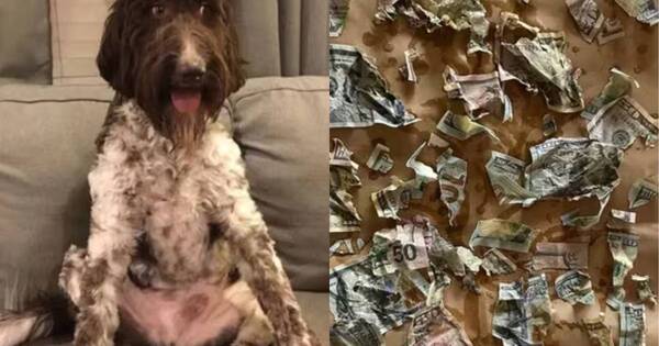 La Nación / El menú más costoso: perro se comió USD 4.000 y sorprendió a internautas