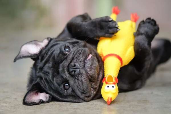 Juguetes recomendados para perros: diversión y estimulación - Mascotas - ABC Color