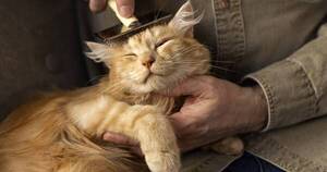 La Nación / ¿Los gatos verdaderamente aman a sus dueños? La ciencia encontró la respuesta