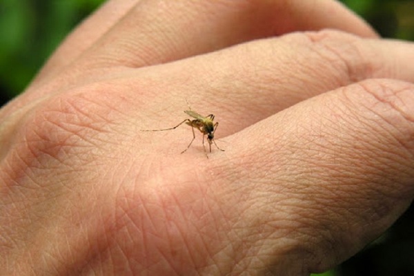 Más de 3.500 casos identificados de dengue y 410 internados, reporta Salud - .::Agencia IP::.