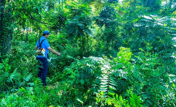 Dengue: Eliminan criaderos en Luque •