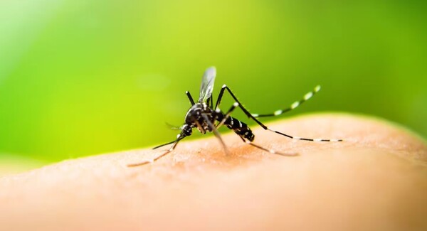 Alarmante aumento de casos de dengue, más de 3.500 afectados y 410 hospitalizados
