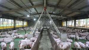 Dan tres meses para que productores de cerdos cuenten con veterinario privado - Nacionales - ABC Color