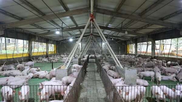 Dan tres meses para que productores de cerdos cuenten con veterinario privado - Nacionales - ABC Color