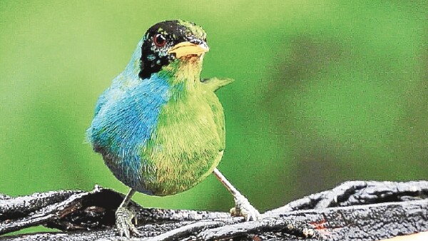 Colombia: Avistan un pájaro mitad macho, mitad hembra