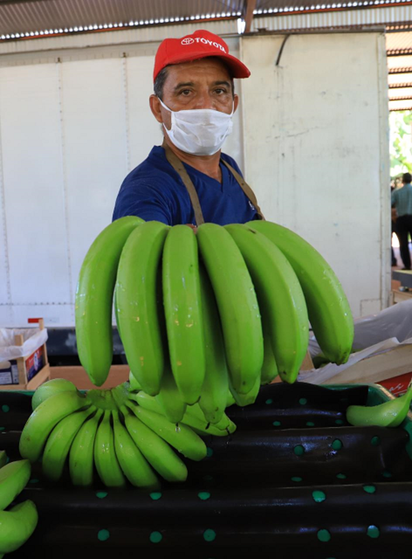 Avanzan gestiones y estiman que este mes ya se podría exportar banana paraguaya a Chile - El Trueno