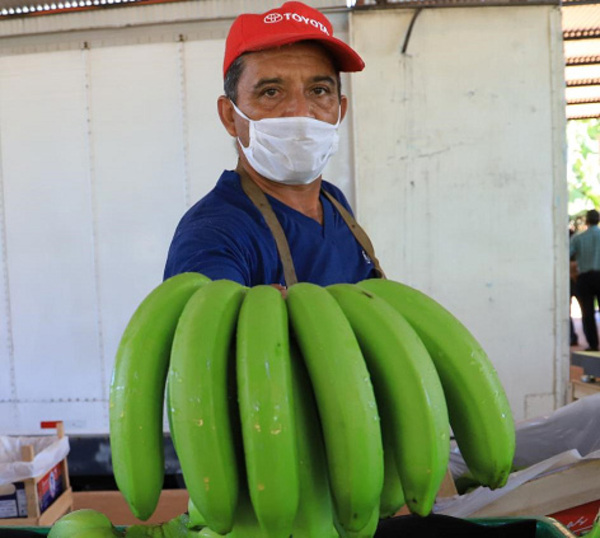 Paraguay avanza en la exportación de bananas a Chile - La Tribuna