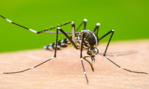 Aumento de casos de dengue y Covid-19 salud prevé más consultorios ante “abrumador”