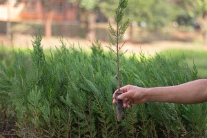 Vivero del Infona en San Lorenzo produce 250 mil plantines forestales