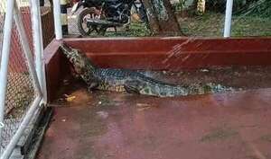 Yacaré del Lago de la República amaneció en la Estación de Bombeo de Itaipú - ABC en el Este - ABC Color