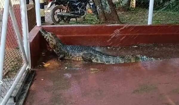 Yacaré del Lago de la República amaneció en la Estación de Bombeo de Itaipú - ABC en el Este - ABC Color
