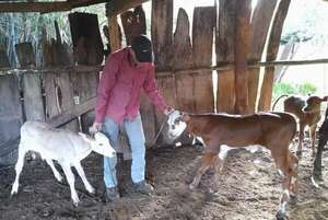 Buscan fortalecer proyecto de inseminación de animales vacunos en Santa Rosa, Misiones - Nacionales - ABC Color
