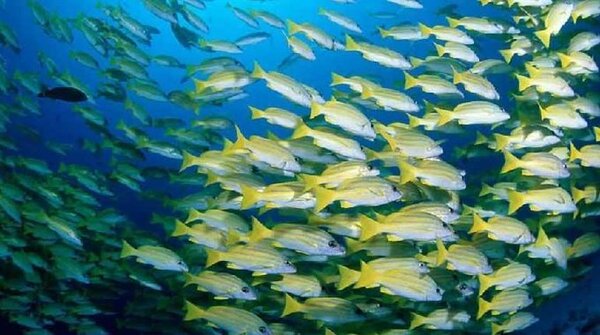 Científicos desvelan detalles de cómo evolucionaron los primeros animales de la Tierra